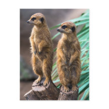 Two cute meerkats standing to attention