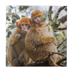 Two Cute Monkeys Ceramic Tile