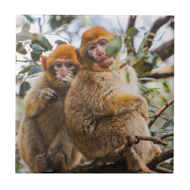 Two Cute Monkeys Ceramic Tile (Front)