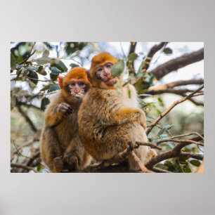 Two Cute Monkeys Poster