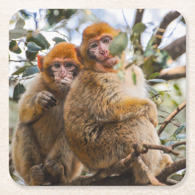 Two Cute Monkeys Square Paper Coaster (Front)