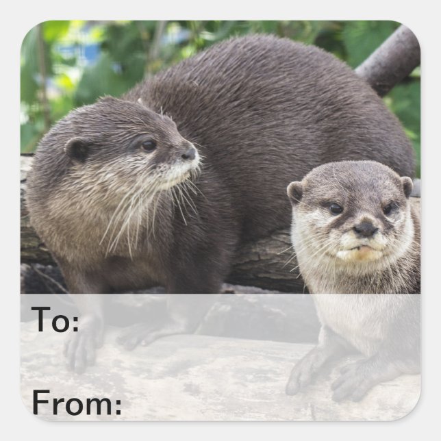 Two Cute Otters | Otter Square Sticker (Front)