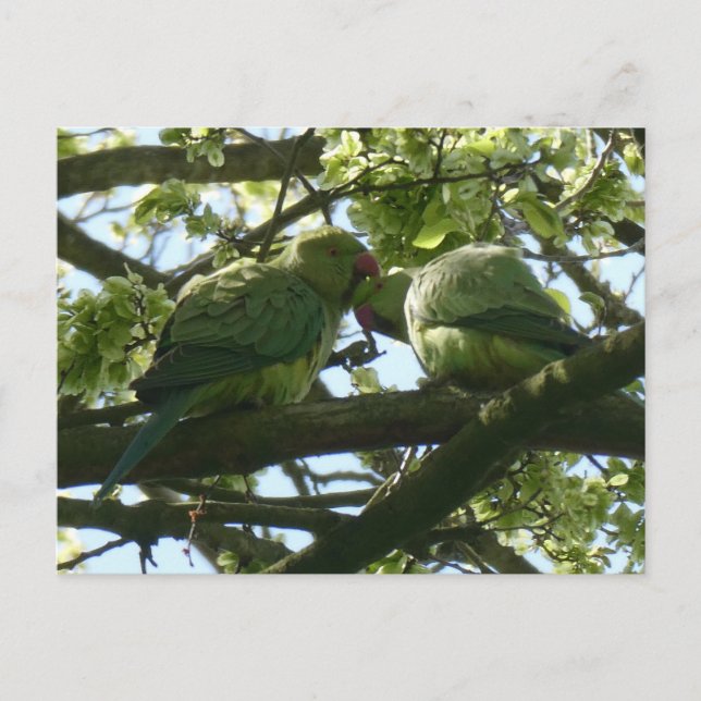 Two Cute Rose-Ringed Parakeets DIY Postcard (Front)