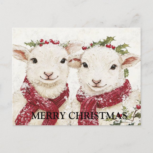 Two Cute Sheep Postcard (Front)