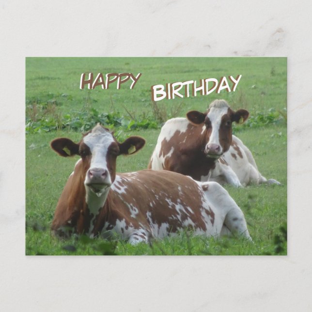 Two Cute White-Brown Cows Birthday Postcard (Front)