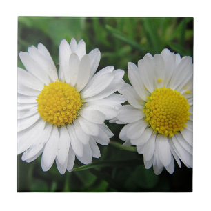 Two cute, white daisies ceramic tile