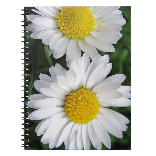 Two cute, white daisies notebook (Front)