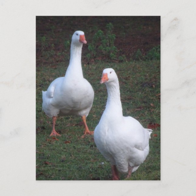 Two Cute White Geese DIY Postcard (Front)