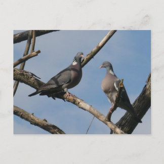 Two Cute Wood Pigeons DIY Postcard