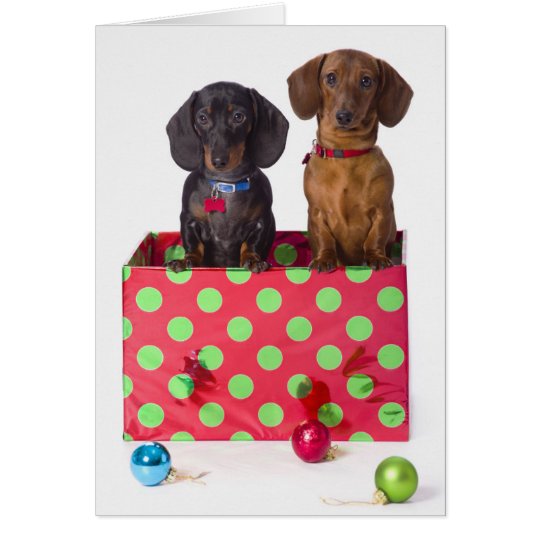 Two Dachshund Puppies Card