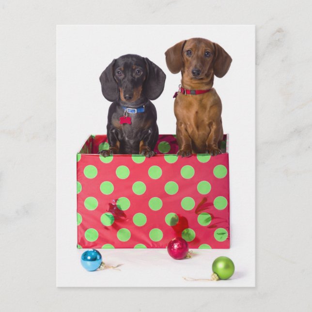 Two Dachshund Puppies Postcard (Front)