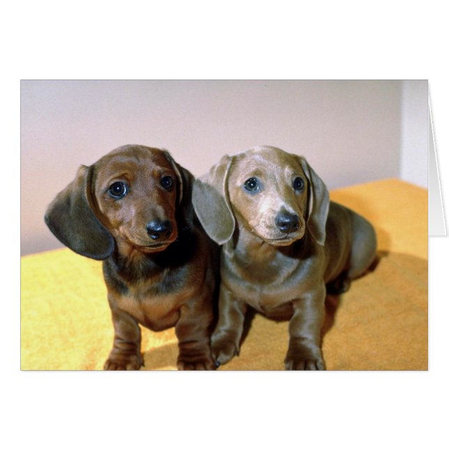Two Dachshund pups (Front Horizontal)