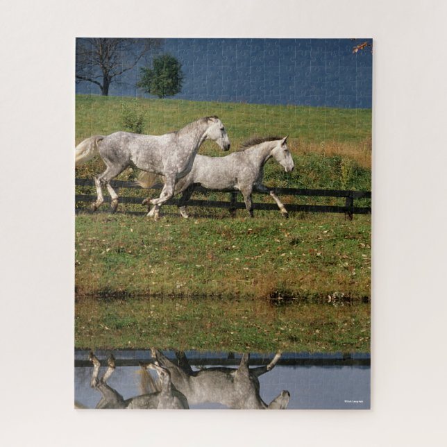 Two Dapple Grey Percheron Horses Running Jigsaw Puzzle (Vertical)
