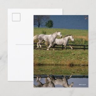 Two Dapple Grey Percheron Horses Running Postcard