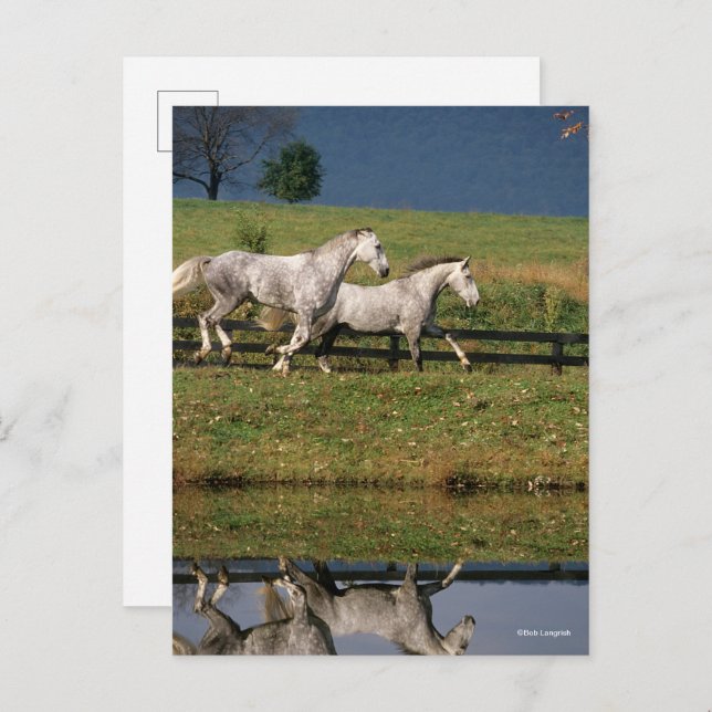 Two Dapple Grey Percheron Horses Running Postcard (Front/Back)