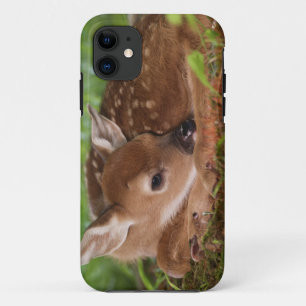Two day old White-tailed Deer baby, Kentucky. iPhone 11 Case