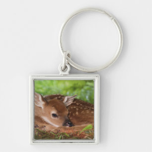 Two day old White-tailed Deer baby, Kentucky. Key Ring