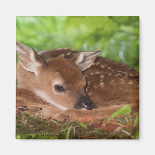 Two day old White-tailed Deer baby, Kentucky. Magnet