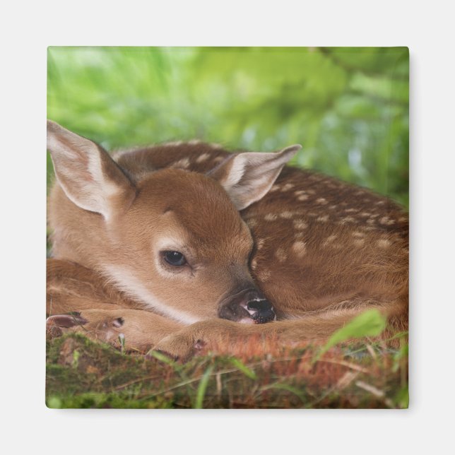 Two day old White-tailed Deer baby, Kentucky. Magnet (Front)