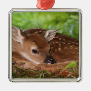 Two day old White-tailed Deer baby, Kentucky. Metal Ornament