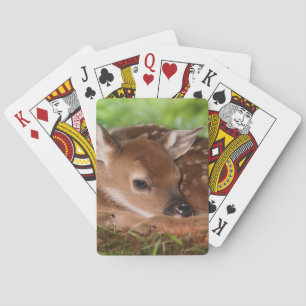 Two day old White-tailed Deer baby, Kentucky. Playing Cards
