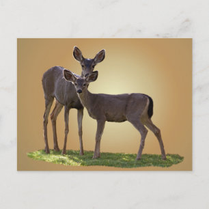 TWO DEER POSTCARD