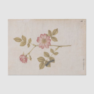 Two Dog Roses and a Lackey Moth Caterpillar Tissue Paper