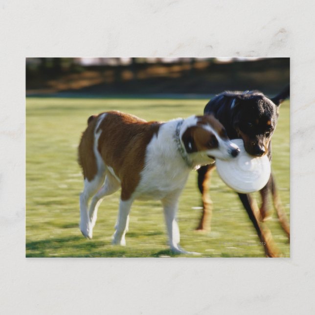 Two Dogs Fighting over Plastic Disc Postcard (Front)