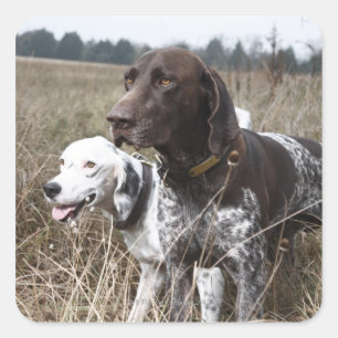 Two Dogs in Field, Houston, Texas, USA Square Sticker
