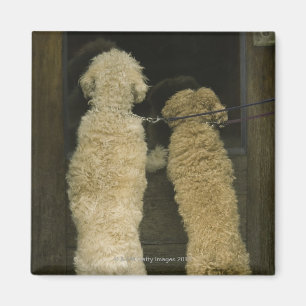 Two dogs looking in door window, rear view magnet
