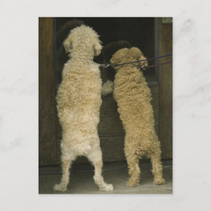 Two dogs looking in door window, rear view postcard