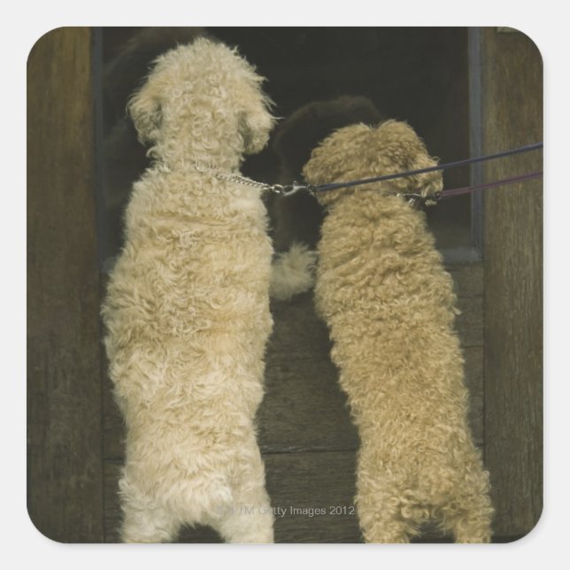 Two dogs looking in door window, rear view square sticker (Front)