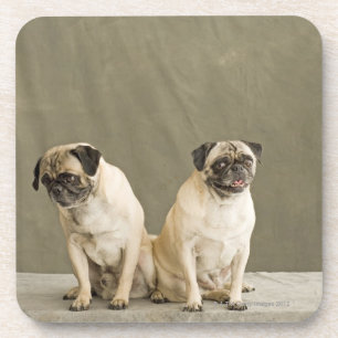 Two dogs posing on a table coaster