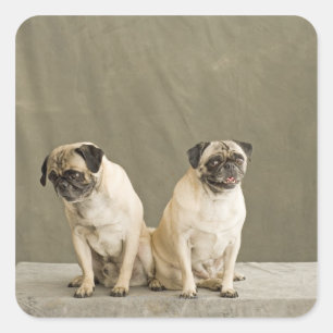 Two dogs posing on a table square sticker
