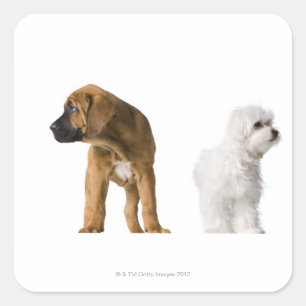 Two Dogs Square Sticker