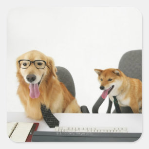 Two dogs wearing tie and glasses ,sitting on 2 square sticker