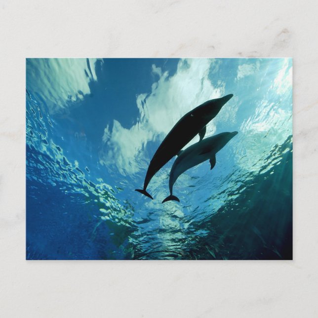 Two Dolphins Journey Through Life Together Postcard (Front)