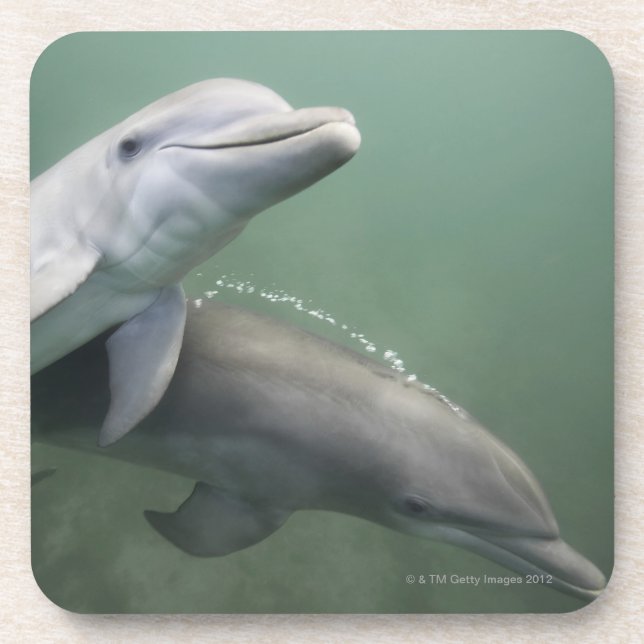 Two Dolphins underwater Coaster (Front)