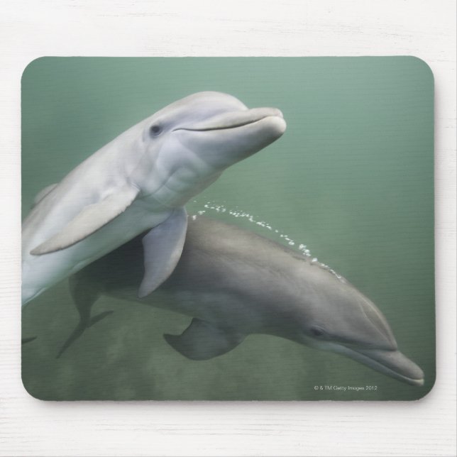 Two Dolphins underwater Mouse Pad (Front)