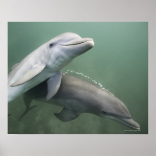 Two Dolphins underwater Poster