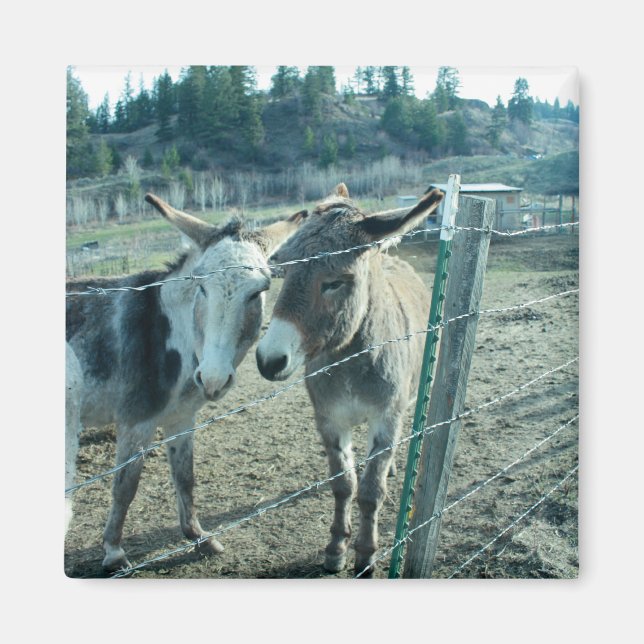Two Donkeys Magnet (Front)