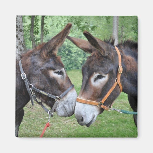 Two donkeys saying hello magnet (Front)