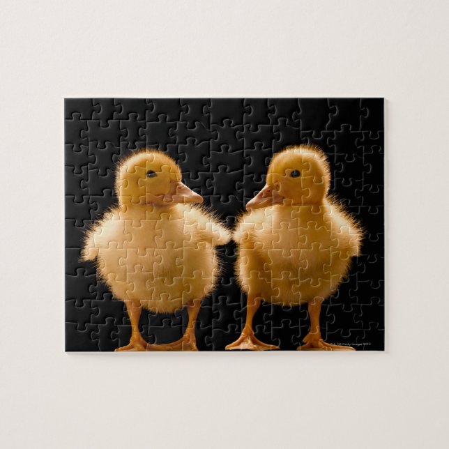 Two ducklings looking at one another jigsaw puzzle (Horizontal)