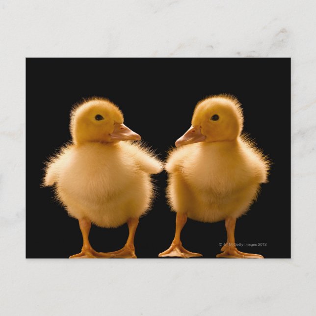 Two ducklings looking at one another postcard (Front)