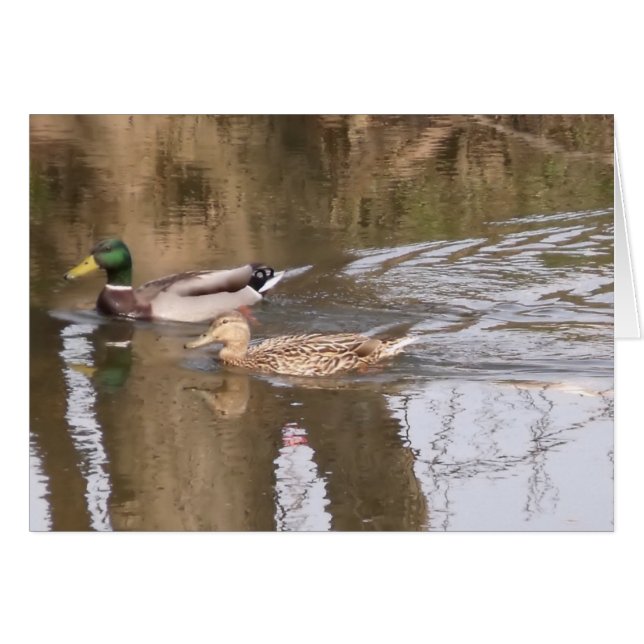 Two Ducks On A River. (Front Horizontal)