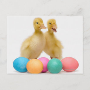 Two ducks with Easter Eggs Holiday Postcard