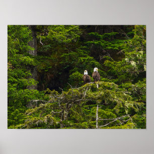 Two Eagles Perched Painterly Poster