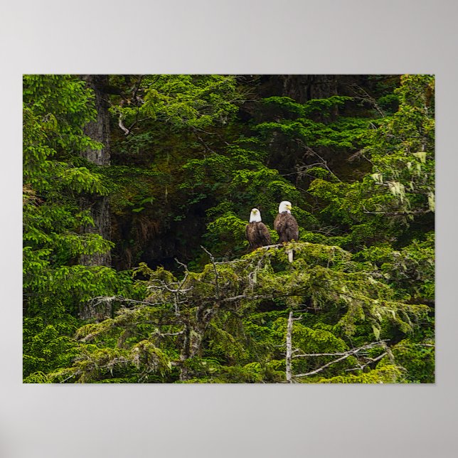 Two Eagles Perched Painterly Poster (Front)
