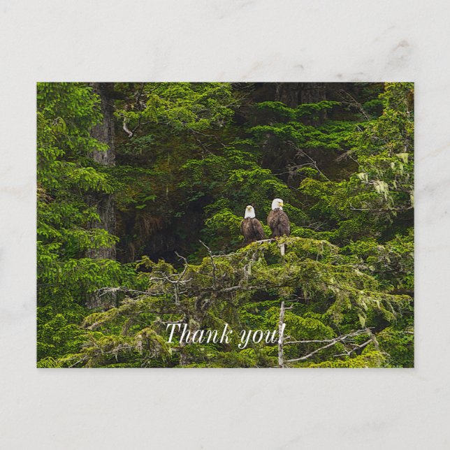 Two Eagles Perched Painterly Thank You Postcard (Front)