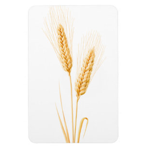 Two ears of wheat magnet
